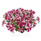 петуния (Petunia x hybrida grandiflora ). SUCCESS! 360° . Rose Star