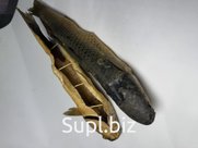 Пиленгас холодного копчения