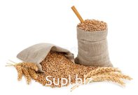 Пшеница, ячмень