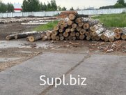 Лес кругляк (береза)