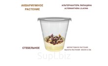 АКВАРИУМНОЕ РАСТЕНИЕ (СТЕБЕЛЬНОЕ) АЛЬТЕРНАНТЕРА ЛИЛАЦИНА (ALTERNANTHERA LILACINA)
