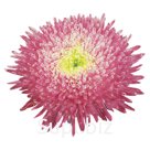 Астра (Callistephus chinensis ). Benary's Princess . Crimson