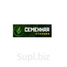 Семена РАПС яровой (инкрустированный) Грант, Неман,Северянин, Новосел, Подмосковный, Гедемин