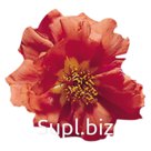 Портулак крупноцветковый (Portulaca grandiflora). Sundial . Orange