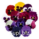 Виола (Viola wittrockiana ). Inspire® DeluXXe . Blotch Mix