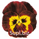 Виола (Viola wittrockiana ). Joker . Mahogany &amp; Gold