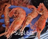 Креветка Ботан мср