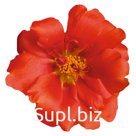 Портулак крупноцветковый (Portulaca grandiflora). Sundial . Scarlet