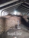 Картофель сорт гала