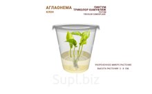 АГЛАОНЕМА PICTUM TRICOLOR CAMOUFLAGE (ПИКТУМ ТРИКОЛОР КАМУФЛЯЖ)