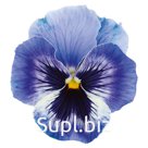 Виола (Viola wittrockiana ). Inspire® Plus  . Marina