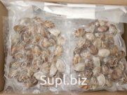 Клеммы Вонголе 31/40 в/м в/у в раковине 0,5х20 1/20 Китай