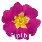 Примула (Primula elatior). Piano . Rose