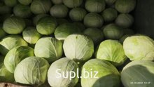 Капуста (Ларсия)