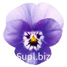 Виола (Viola cornuta ). Admire. Deep Marina