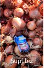 Лук репчатый