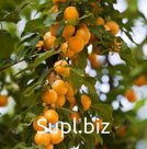 Алыча Prunus divaricataм Подарок С.-Петербургу (8 лет)