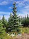 Ель голубая колючая «Глаука»до 5,5м