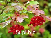 Калина красная Viburnum оpulus Салаирская (2,5-3,0м/С25)