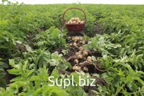 Картофель продовольственный ранний