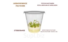 АКВАРИУМНОЕ РАСТЕНИЕ (СТЕБЕЛЬНОЕ) РОТАЛА БАНГЛАДЕШ (ROTALA MEXICANA SP. BANGLADESH)