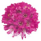 Армерия приморская (Armeria maritima ). Morning Star . Deep Rose