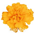 Бархатцы (Tagetes patula ). Super Hero  . Gold