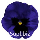 Виола (Viola wittrockiana ). Inspire® DeluXXe . Deep Blue Blotch