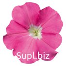 петуния (Petunia hybrida ). Celebrity . Pink