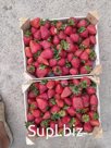 Клубника сорта мальг
