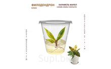 ФИЛОДЕНДРОН КАРАМЕЛЬ МАРБЛ  (CARAMEL MARBLE VARIEGATED)
