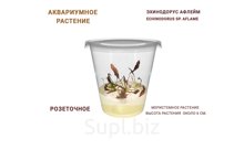 АКВАРИУМНОЕ РАСТЕНИЕ (РОЗЕТОЧНОЕ) ЭХИНОДОРУС АФЛЕЙМ (ECHINODORUS SP. AFLAME)