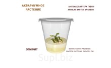 АКВАРИУМНОЕ РАСТЕНИЕ (ЭПИФИТЫ) АНУБИАС БАРТЕРА ГАБОН (ANUBLAS BARTERI SP.GABON)