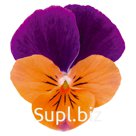 Виола (Viola cornuta ). Admire. Orange Purple Wing