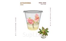 АГЛАОНЕМА ПИНК СИАМ (PINK OF SIAM)