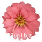 Портулак крупноцветковый (Portulaca grandiflora). Sundial  . Coral