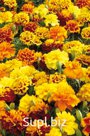 Бархатцы (Tagetes patula ). Little Hero . Mix