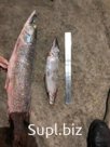 Рыба речная северных рек Обь и Северная Сосьва