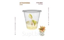 АГЛАОНЕМА СТАР ШИНГ (STAR SHING)