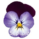 Виола (Viola cornuta ). Admire. Neon Purple Wing