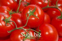 Продажа томатов оптом и в розницу