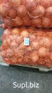 Лук репчатый 5+