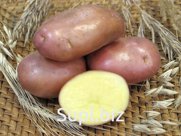 Семенной картофель оптом