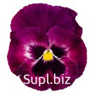 Виола (Viola wittrockiana ). Inspire® DeluXXe . Rose Velour