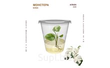МОНСТЕРА АЛЬБА (ALBO)