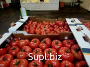 Помидоры розовые