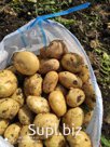 Картофель свежий сорт Коломбо калибр 4-5