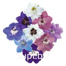 Дельфиниум высокий (Delphinium elatum ). Magic Fountains . Mix