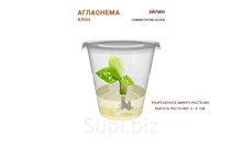 АГЛАОНЕМА COMMUTATUM EILEEN (ЭЙЛИН)