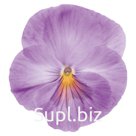 Виола (Viola wittrockiana ). Inspire. Lavender Pink